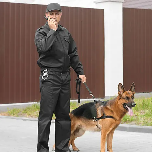 maitre chien