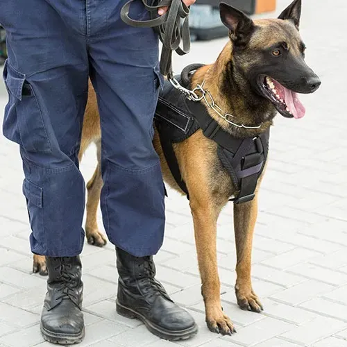alpha dog securite (1)