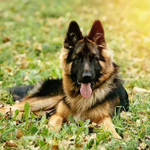 alpha dog securite (2)
